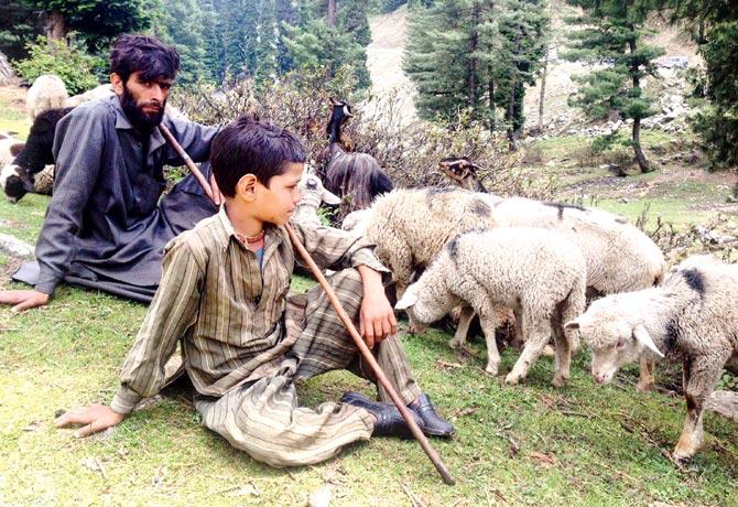 Bashir Khan and his son watch over a flock outside their tent at a temporary camp in Hirpora