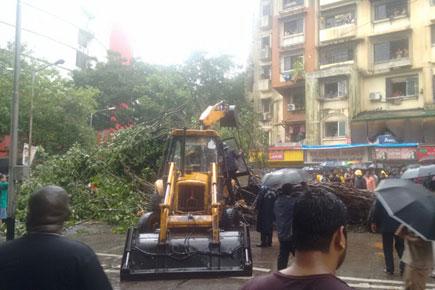 Mumbai rains: Tree falls near Siddhivinayak temple; one killed