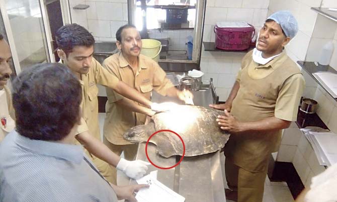 BSPCA hospital staffers treating the injured turtle, which has lost one of its flippers (circled)