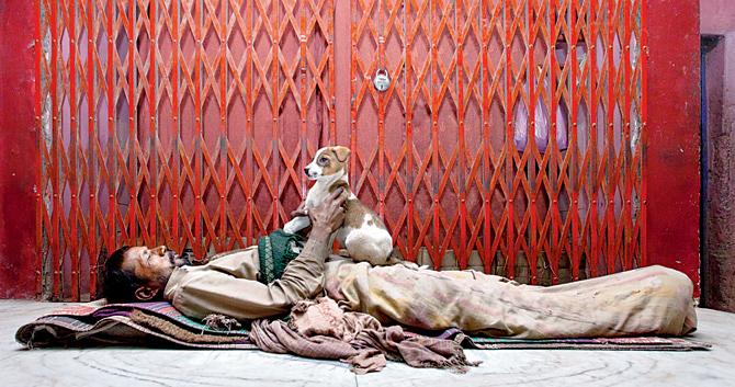 A homeless man sleeps with the company of a family of stray dogs (a mother and three puppies total), Allahabad