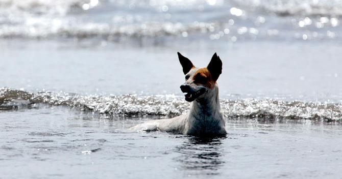 A stray dog plays in the Arabian Sea at Juhu Beach, Mumbai