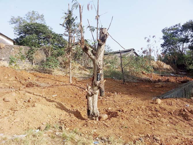 The trees were transplanted to Unit number 16 of Aarey Milk Colony two weeks ago