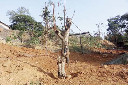 Mumbai: Tree transplant at Aarey flops as 20 about to die