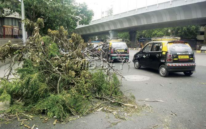 The trimmed branches of a tree on B R Ambedkar Road, near Sion Hospital, have been dumped on the spot. Pic/Suresh KK