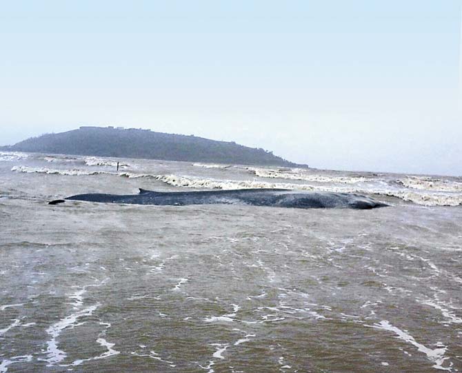 The 40-ft long blue whale died hours after it washed ashore at Alibaug beach. Pics/Mi Marathi live
