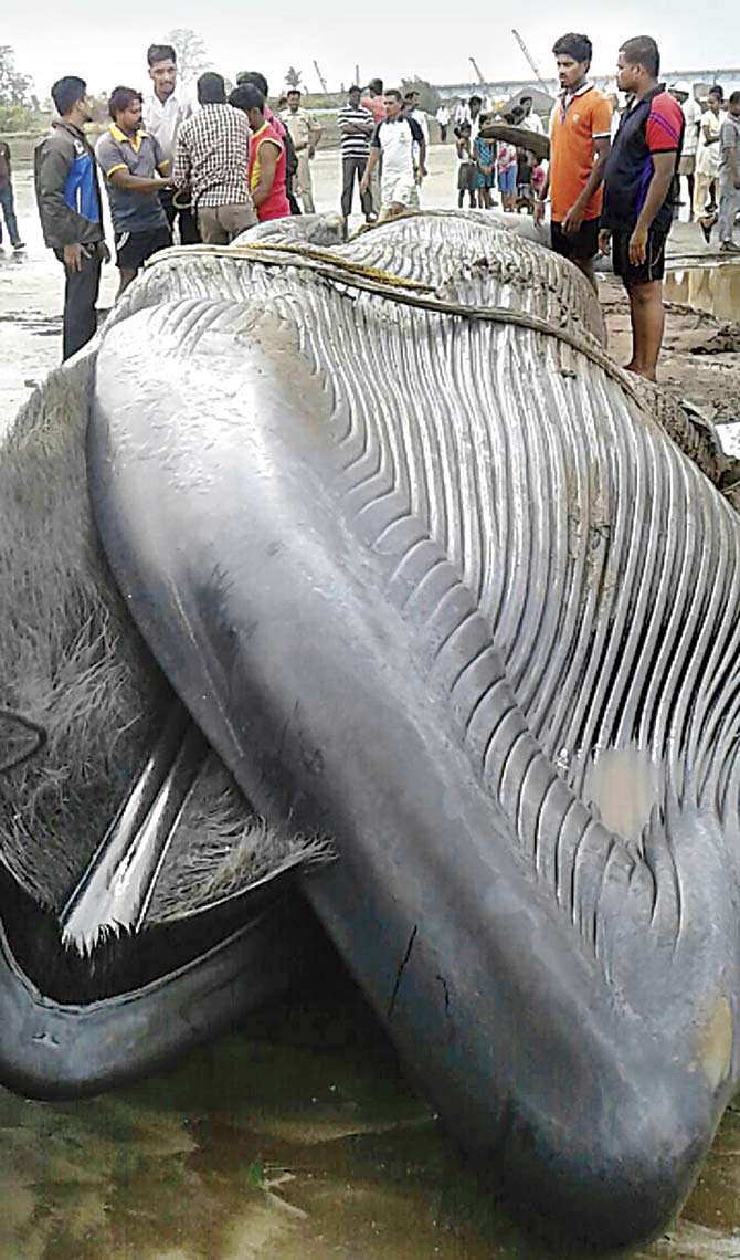The authorities dug a 50-foot-deep pit on the beach and buried the whale in it, metres away from the coast