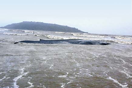 No expert available for autopsy, blue whale buried after it dies at Revdanda