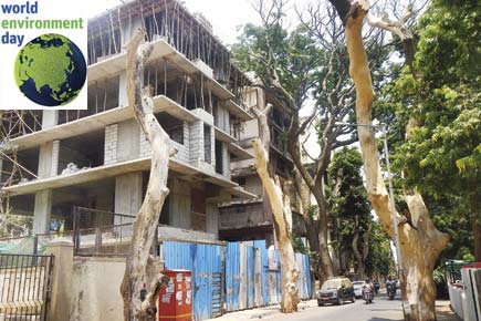 Apathy or sabotage, what's killing Mumbai's rain trees?