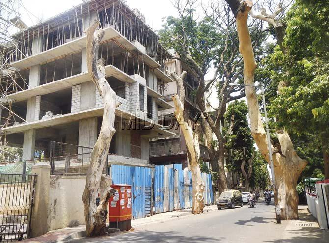 Rain trees at Santacruz are also shrivelling due to neglect, and as some allege, sabotage. Locals allege that trees closer to construction sites are at greater risk. Pic/Suresh KK