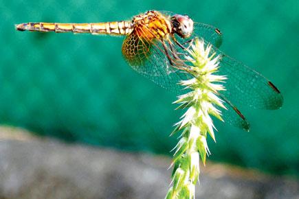 Dragonfly tales