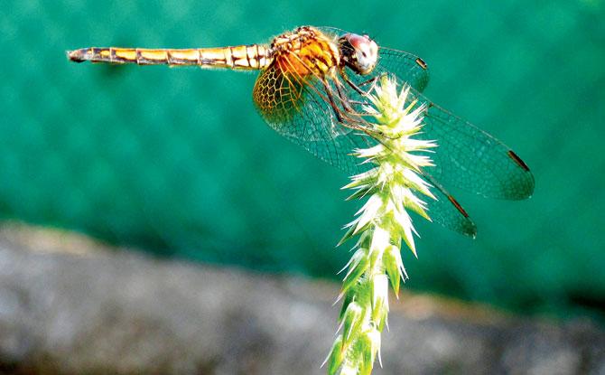 Dragonflies are aggressive hunters in both their adult and larval form