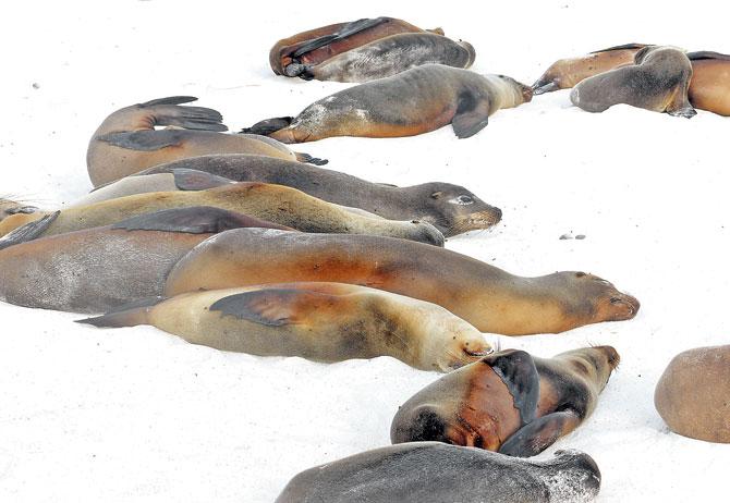 Sea lions on the Gardner Bay beach at Espanola in the Galapagos Islands 