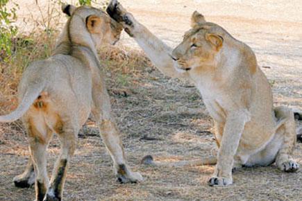 Gujarat floods lead to death of eight lions