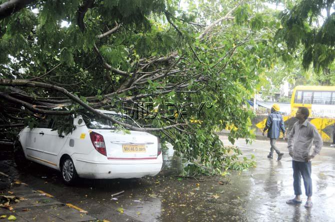 In all, 41 trees fell over the weekend, including this one in Worli yesterday