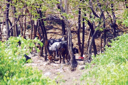 Navi Mumbai: Illegal tabela chews up mangrove