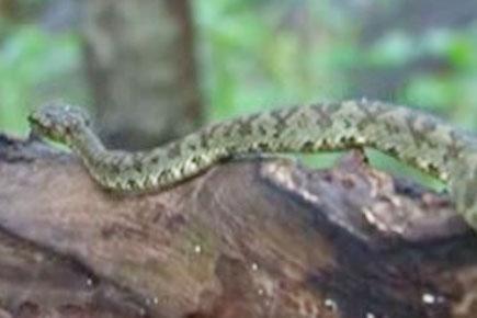 Two Japanese men arrested for smuggling reptiles in Kerala
