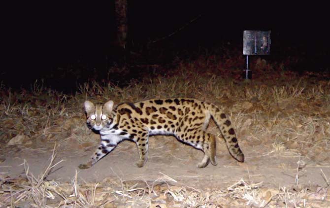 The leopard cats can be identified by their spots, which are similar to tiger stripes and leopard