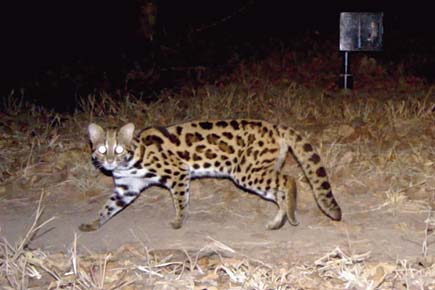 Karnataka scientists estimating leopard cat population in Western Ghats