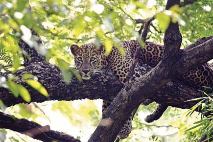 Mumbai has 35 leopards in the wild: Recent study