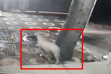 CCTV camera captures leopard visiting Mumbai colony