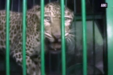 Leopard strays into village in Uttar Pradesh