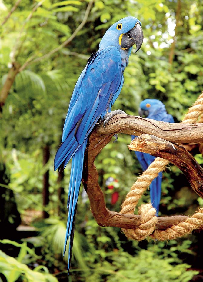 Macaws, m’deah