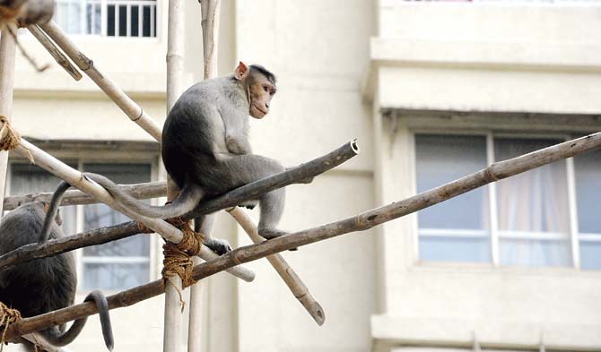 Monkeys have troubled residents of other areas too. Representational pic