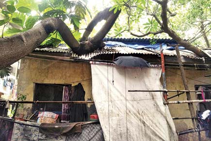 Prabhadevi residents upset with BMC's lax attitude over falling trees
