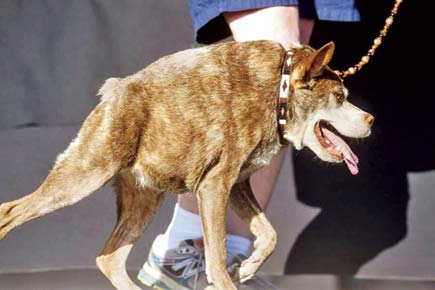 Hunchbacked pooch wins World's Ugliest Dog contest in US dog pageant