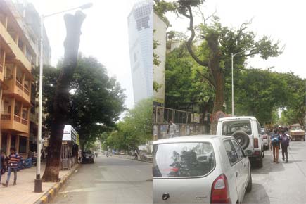 Mumbai: BMC's tree trimming will cause more collapses, say environmentalists