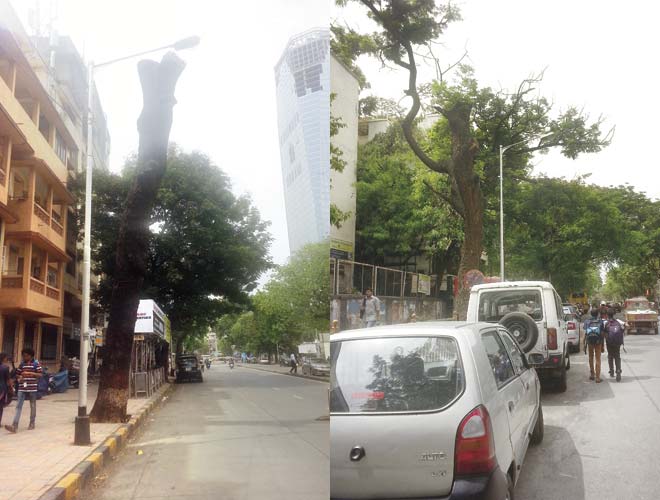 This tree on Ranade Road has nothing left of it but the trunk; (right) another tree on the same street has lost a major portion of its branches