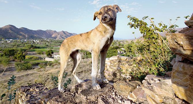 Street dog standing on an old ruined temple atop a hill overlooking the auspicious Budha Pushkar temple complex, Rajasthan