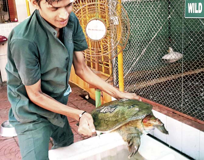 The turtle being cared for at the Thane SPCA