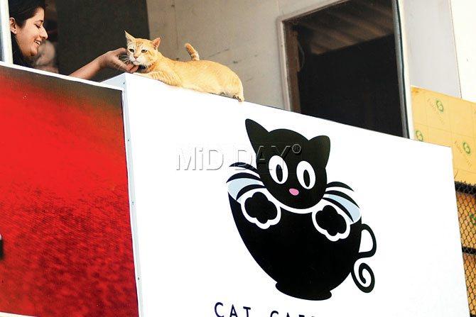 Oliver sits atop the board that welcomes visitors to the Cat Cafe Studio 