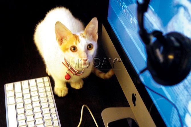 Bugzie stares daggers at the headphones kept inside the editing room