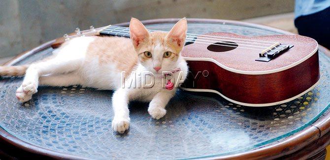 Phoebe spends a lazy afternoon next to a guitar