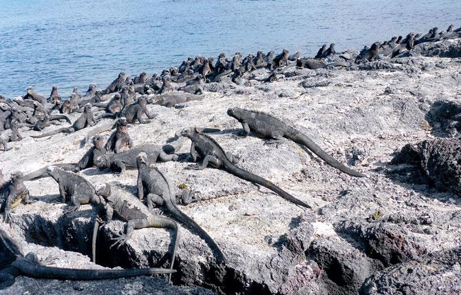 A large congregation of Marine Iguanas on Fernandina island. Pics courtesy/Dr Ketki Marthak 