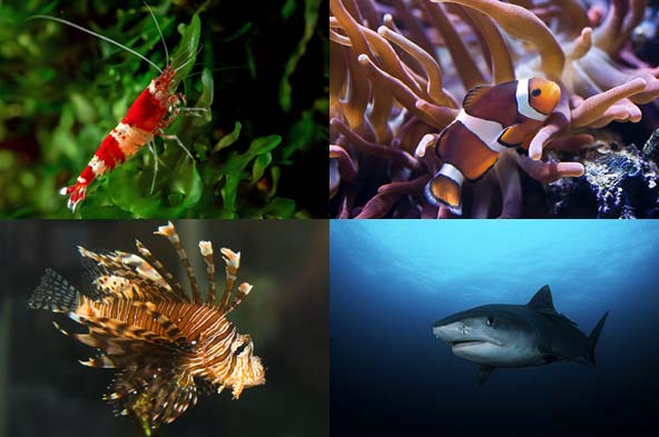 World Oceans Day: 10 spectacular marine animals in pictures