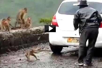 Viral video: Monkey kidnapped in the Western Ghats near Pune