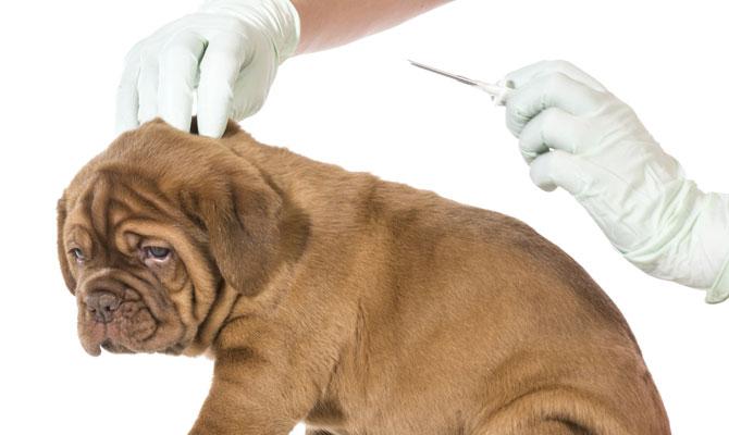 Testing cancer drug on pet dogs