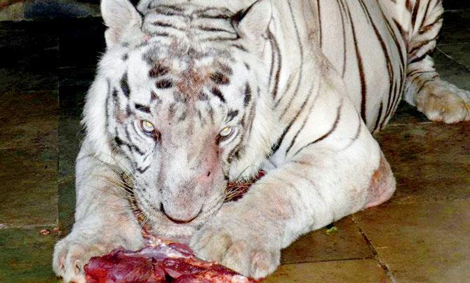 Siddharth was one of the oldest white tigers of SGNP