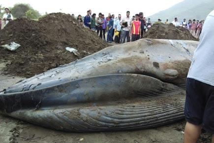 40-foot dead blue whale washes ashore near Mumbai coast