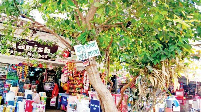 BRANCH WISDOM: This tree at Nagesar Wadi, near Prabhadevi has a banner on the tree which reads, ‘Plant more trees, keep them alive’. We agree and approve. pic/hemal ashar