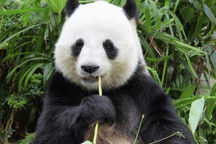 Female pandas travel far to seek mates: Study