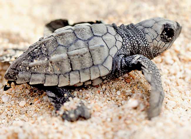 Villagers protect Olive Ridley sea turtles in Odisha