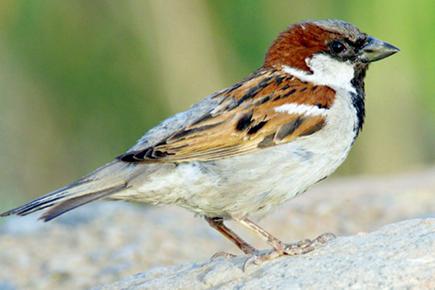 Save sparrows: A home for the house sparrow