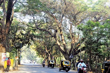 Goregaon-Mulund Link Road: Biodiversity is almost absent in Aarey, claims BMC
