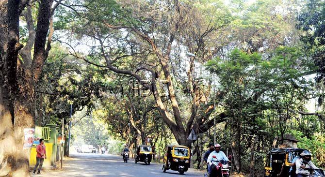 The BMC intends to fell 696 trees in Aarey Colony to make way for the elevated Goregaon-Mulund Link Road. Pic/Nimesh Dave