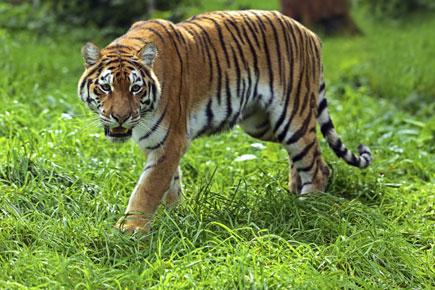 5 tigers missing from Ranthambore National Park: Rajasthan Government