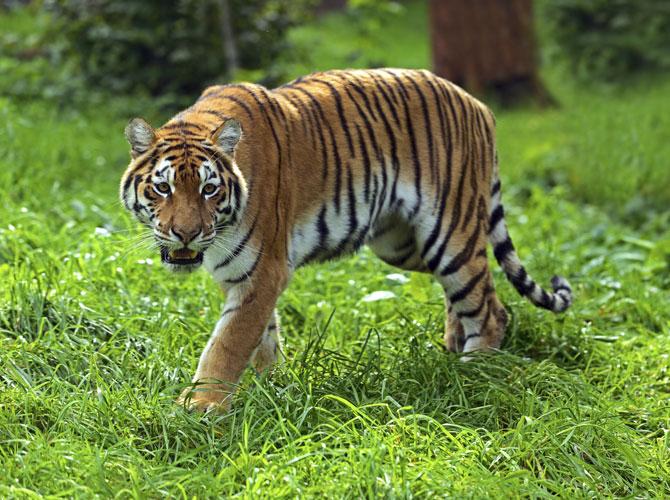 5 tigers missing from Ranthambore National Park: Rajasthan Government